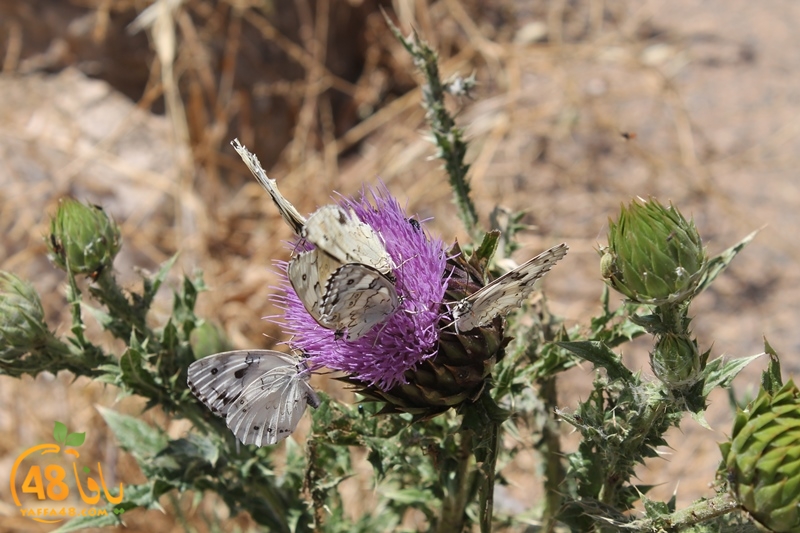 re7la shamal ayafaja (43).JPG